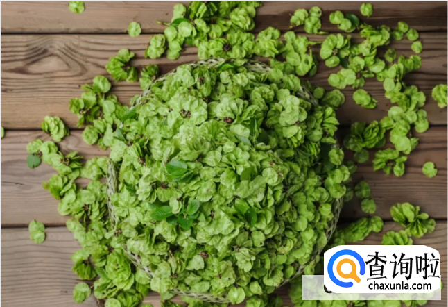 如何储藏新鲜榆钱