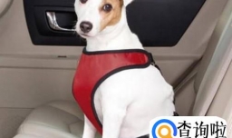 开车时带着宠物狗有哪些要注意的事情？