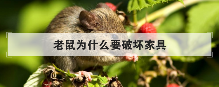 老鼠为什么要破坏家具