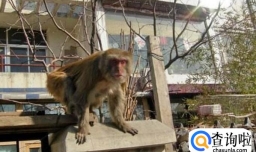 折纸——猴子上房