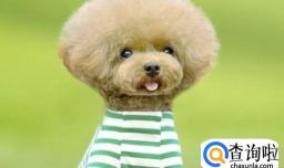 贵宾犬感冒什么症状，怎么预防贵宾犬感冒