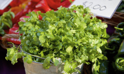 香菜对肠胃有什么作用