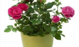 蔷薇花叶子发黄怎么办