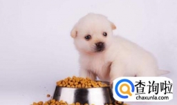 狗粮什么牌子好