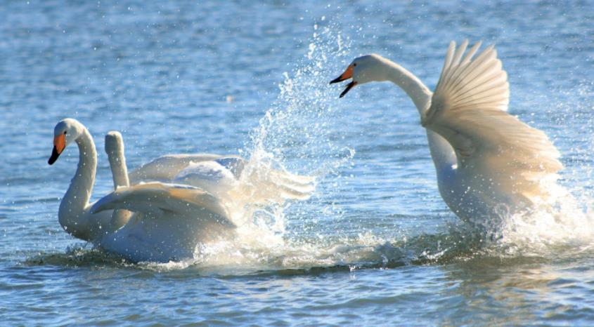为什么动物园里的天鹅不会飞掉