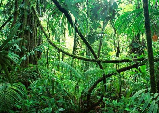 热带雨林对环境的影响