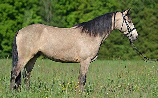 为什么马有一张大长脸