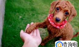 狗狗吃什么水果好,狗狗吃柚子要注意什么