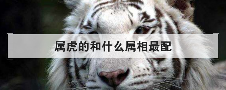 属虎的和什么属相最配