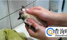 蜜袋鼯怎么洗澡