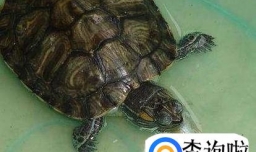 乌龟不吃食怎么办