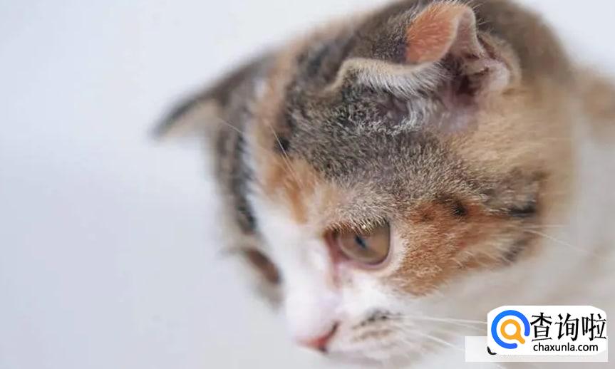 猫咪跑丢了怎么找回