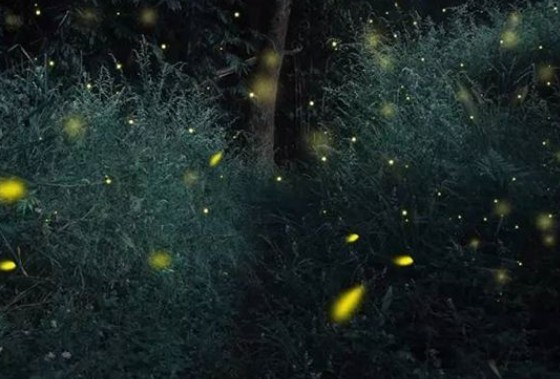 萤火虫为什么会发光