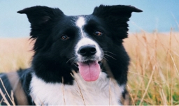 边境牧羊犬怎么训练