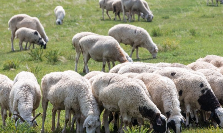 百依百顺解生肖