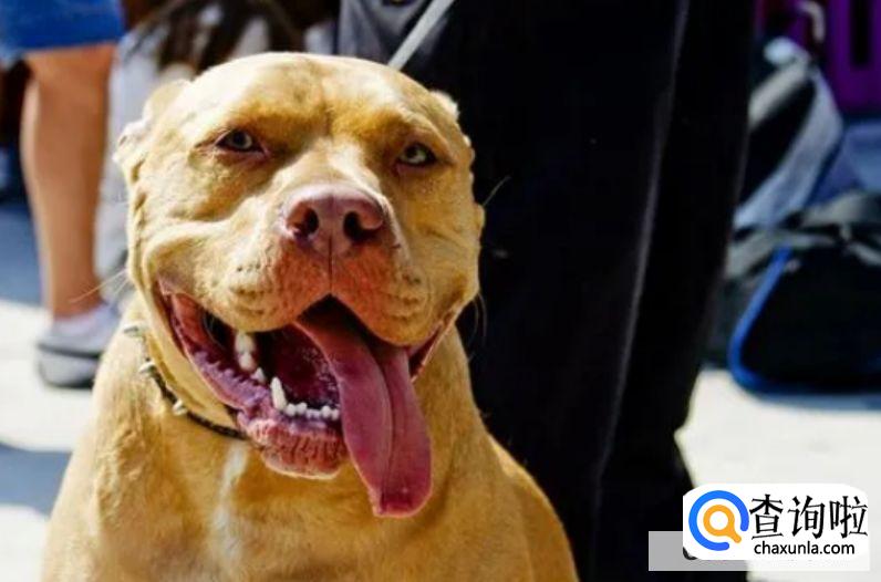 中国十大禁犬都有哪些