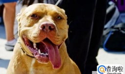 中国十大禁犬都有哪些